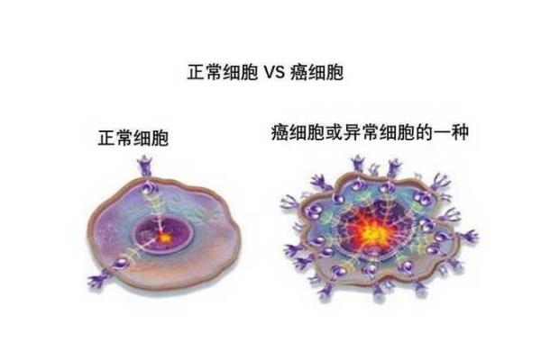 1986年出生的人命格分析：让我们一起探索命运的奥秘