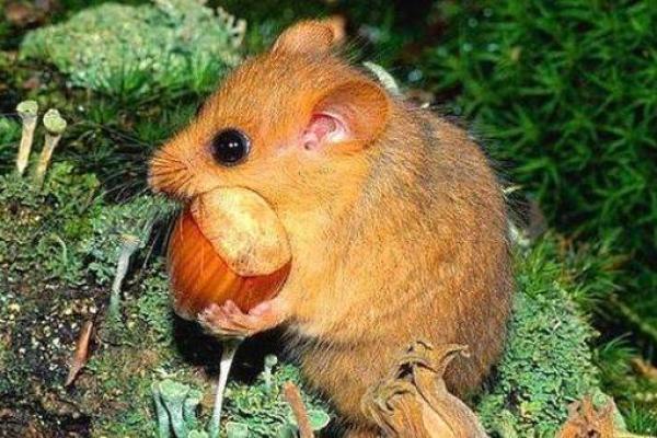 2020年鼠年出生的孩子命运分析:探索他们的未来潜力与性格特征 2020年鼠年出生的孩子命运分析:探索他们的未来潜力与性格特征