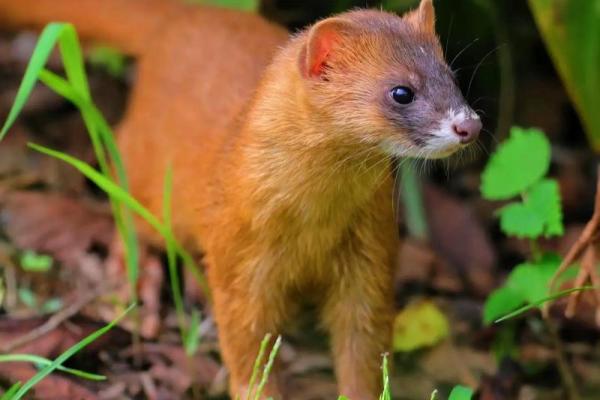 爱说谎的女生命运揭秘：她们的内心深处渴望什么？