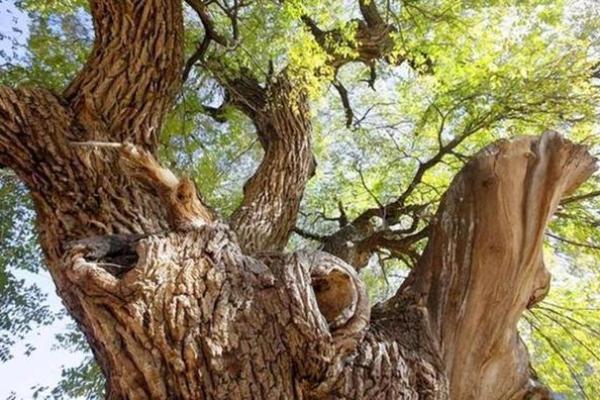 龙虎相会命格解析：揭开命理中的神秘面纱