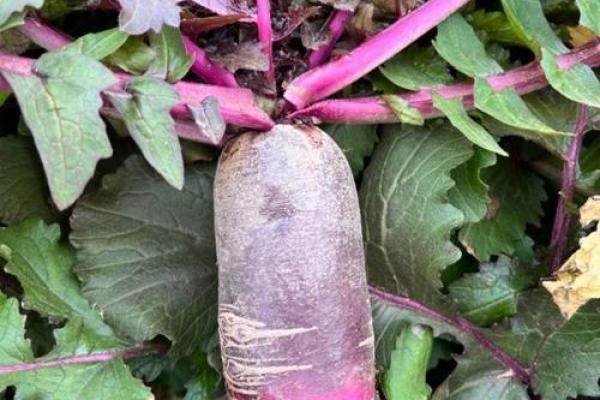 借命钱：揭开这种神秘现象的用处与影响