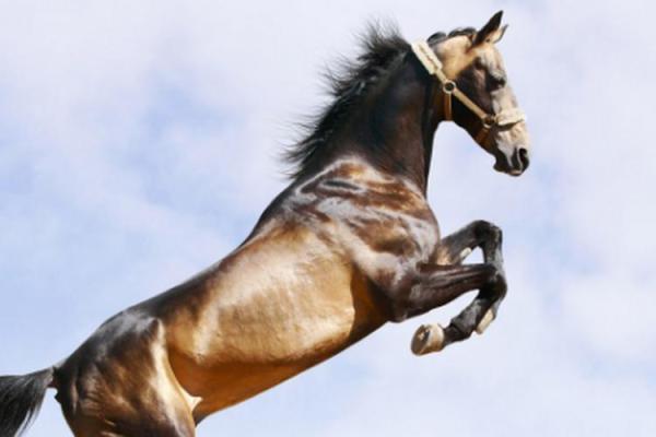 2026属马的命运解析：透视未来的运势与机遇