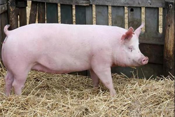 1923年出生的猪：命运与性格的完美结合