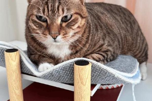 养猫改命的智慧：从小猫咪到幸福人生的秘密