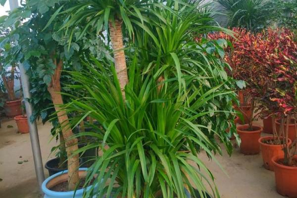 大海水命的盆景养护：优选植物及技巧指南