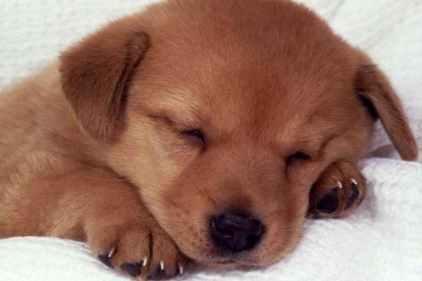 属狗人的命运与性格解析：农历九月的特别之处