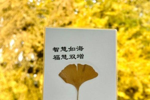 为何我选择命名为观音,灵性与慈悲的见证之旅 为何我选择命名为观音,灵性与慈悲的见证之旅