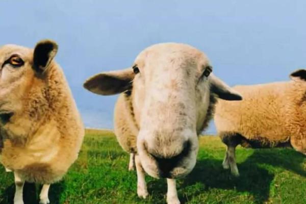 1968年出生的羊年人：命运解析与生活启示