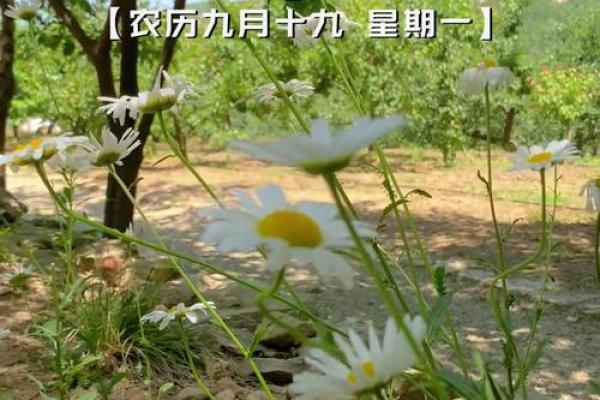 1966年阴历10月生人命运解析与人生指导 1966年阴历10月生人命运解析与人生指导