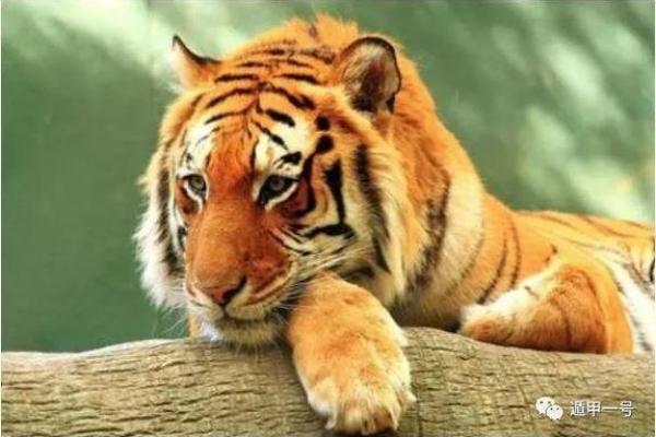 75年老虎命：揭秘生肖虎的性格与命运之旅