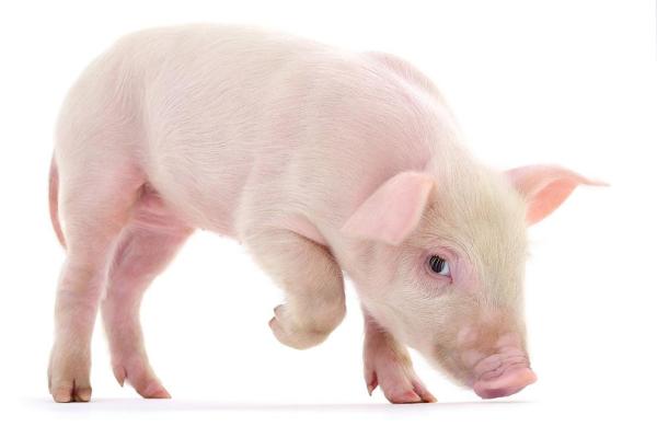 23岁属猪的命运分析：2018年的机遇与挑战