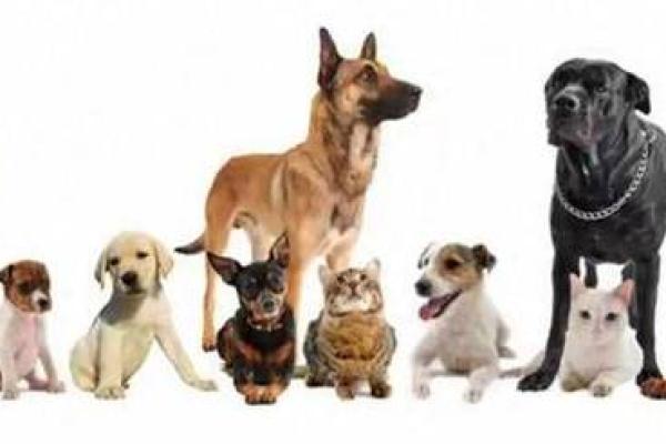 1996年鼠年:探秘木命鼠的性格与命运之旅 1996年鼠年:探秘木命鼠的性格与命运之旅