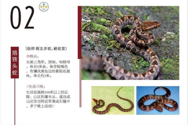 01年小蛇的命运与性格特征解析 01年小蛇的命运与性格特征解析