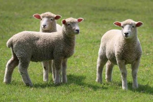 1955年羊年命理解析:如何迎接人生的机遇与挑战 1955年羊年命理解析:如何迎接人生的机遇与挑战