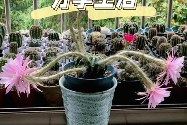 频繁搬家命里缺什么？揭示生活中的秘密与转机