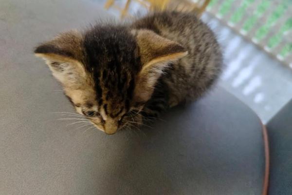 哪些命的人适合养猫？探讨属相与猫咪的缘分