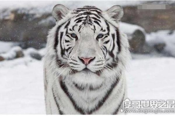 2020鼠宝性格与命运分析：你是幸运的天生领袖吗？