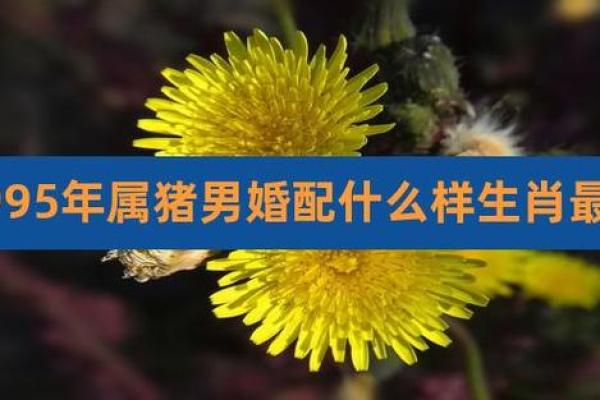 猪年出生的人在50岁时的命运与生活智慧