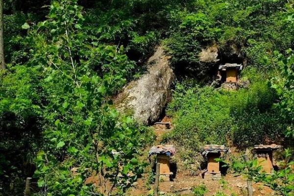 蜜蜂养殖的艺术:如何在蜂巢中找到属于你的甜蜜财富 蜜蜂养殖的艺术:如何在蜂巢中找到属于你的甜蜜财富