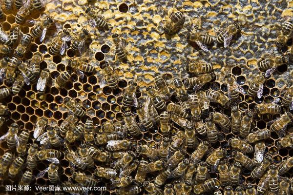 蜜蜂养殖的艺术:如何在蜂巢中找到属于你的甜蜜财富 蜜蜂养殖的艺术:如何在蜂巢中找到属于你的甜蜜财富