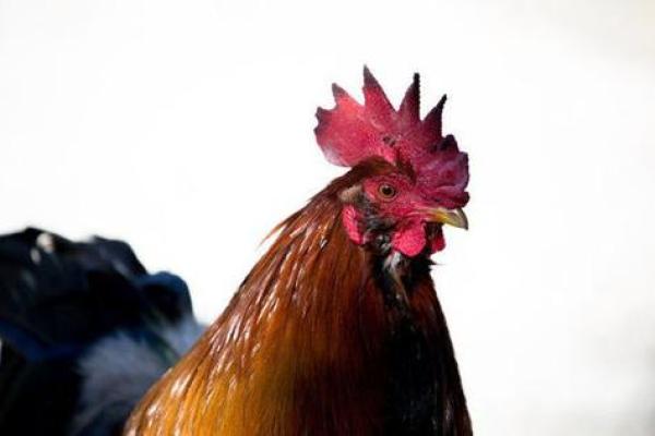 69年属鸡人的命运解析:智慧与挑战的结合 69年属鸡人的命运解析:智慧与挑战的结合