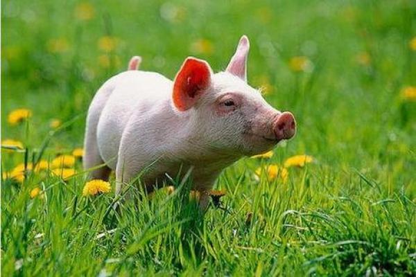 2019年猪年出生的人的命运与性格解析