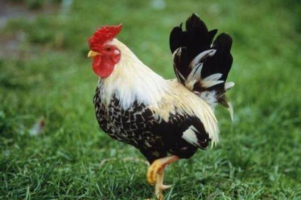 属鸡男命的个性特征与生活智慧