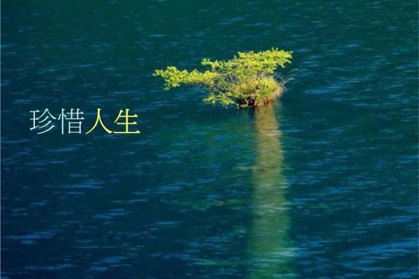 2011年：揭秘这一年的命运与人生启示