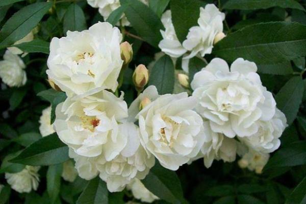 木命人适合的花草推荐：与自然和谐相生的植物之选