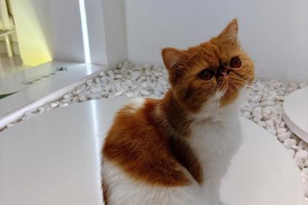 2086年:狗的命运与命理探秘 2086年:狗的命运与命理探秘