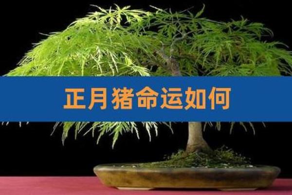 71年属猪金命解析:揭秘你的性格与运势 71年属猪金命解析:揭秘你的性格与运势