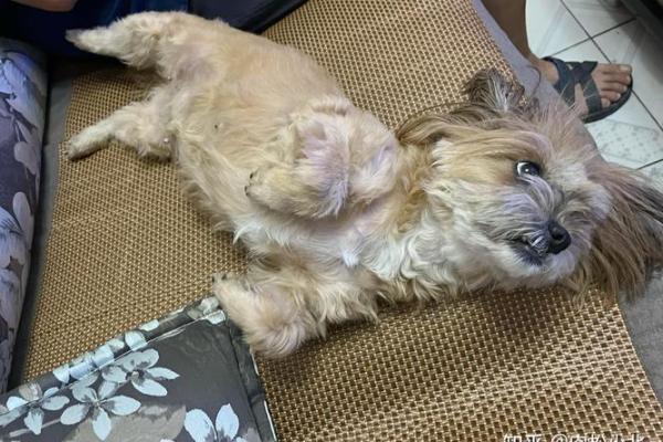 揭示命格与宠物:为何某些命格不宜养猫狗? 揭示命格与宠物:为何某些命格不宜养猫狗?