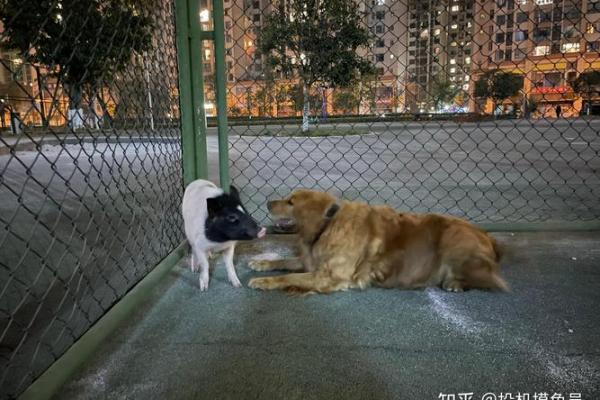 揭示命格与宠物:为何某些命格不宜养猫狗? 揭示命格与宠物:为何某些命格不宜养猫狗?