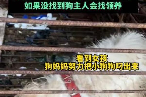 七零年出生的狗：命运与运势的深刻解析与启示