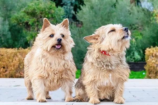 94年属狗的人命运与性格解析：忠诚与勇气的完美结合