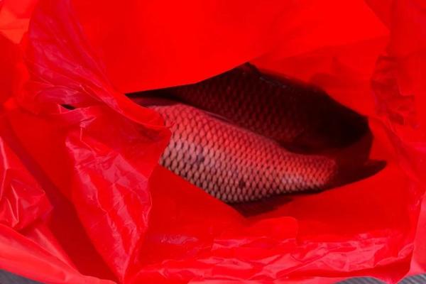 1999冬月十五出生的命运探秘：解读生活轨迹与人生方向