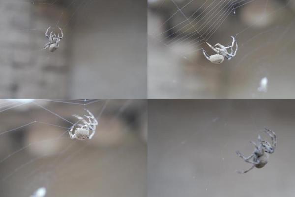 探索蜘蛛结网之道:自然界的巧妙与智慧 探索蜘蛛结网之道:自然界的巧妙与智慧