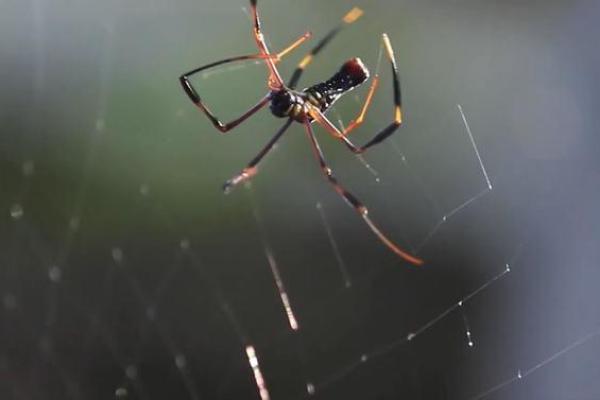探索蜘蛛结网之道:自然界的巧妙与智慧 探索蜘蛛结网之道:自然界的巧妙与智慧