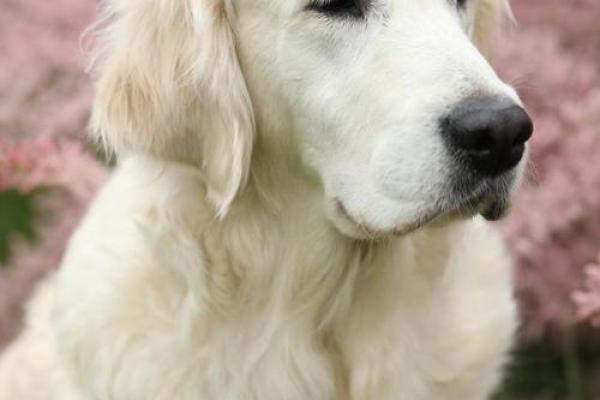 2019腊月狗:命运与性格的完美结合,解读属狗人的人生篇章 2019腊月狗:命运与性格的完美结合,解读属狗人的人生篇章