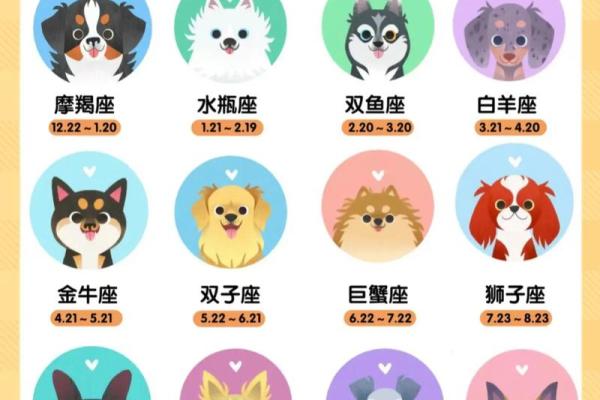 2019腊月狗:命运与性格的完美结合,解读属狗人的人生篇章 2019腊月狗:命运与性格的完美结合,解读属狗人的人生篇章