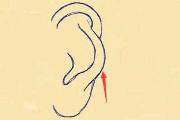 耳廓不张开,命理背后隐藏的秘密与启示 耳廓不张开,命理背后隐藏的秘密与启示