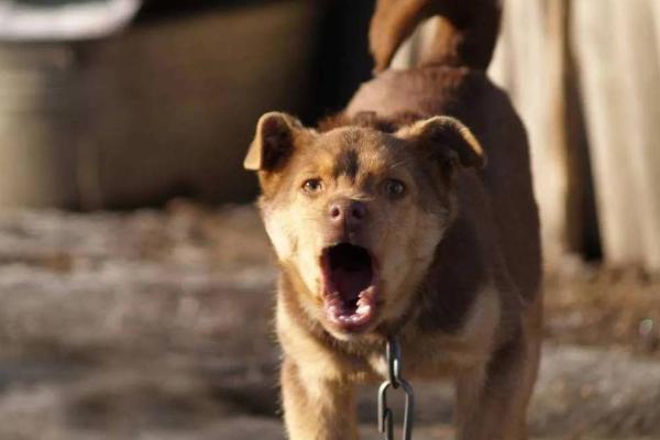 晚上出生的狗：夜晚的星光下，他们的命运如何？