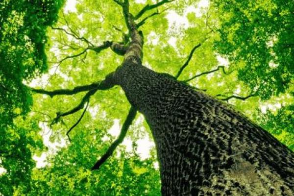 探寻木命之人：最佳店名推荐与命理解析