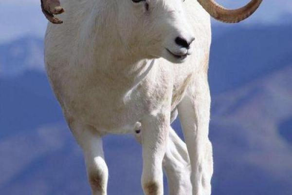 54岁属羊的最佳命运解析：如何把握人生机遇与挑战