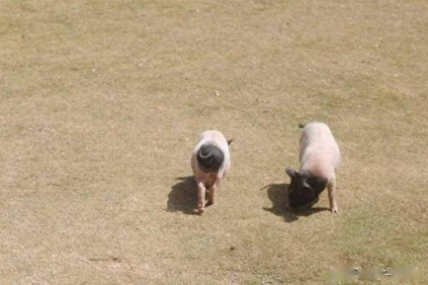 属猪丑时出生的人命理解析：豕韵千禧，人生辉煌之路