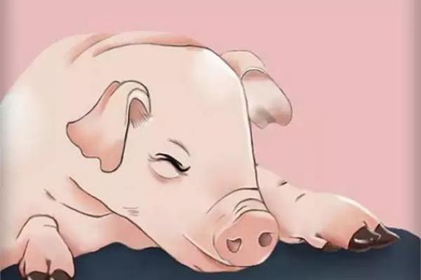 2018猪年解读：掌握猪年命理，开启幸福生活新篇章！