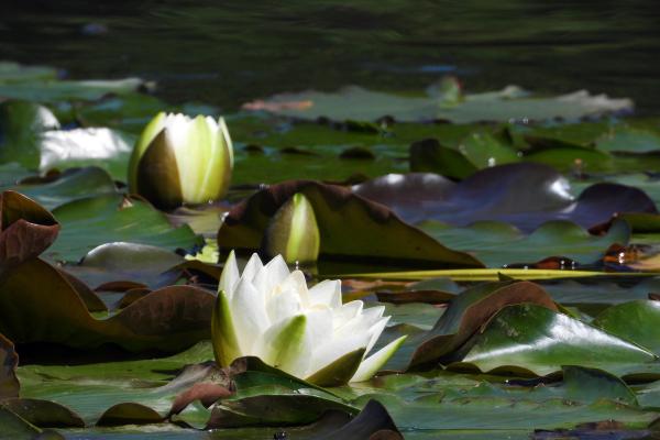 解密命格:通过生辰看女性性格与命运的奥秘 解密命格:通过生辰看女性性格与命运的奥秘