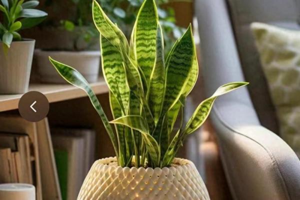 水命人的最佳宠物:养什么更能增旺你的运势? 水命人的最佳宠物:养什么更能增旺你的运势?