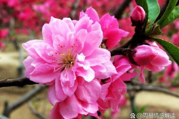 解析命带桃花的生肖，揭示爱情运势的秘密