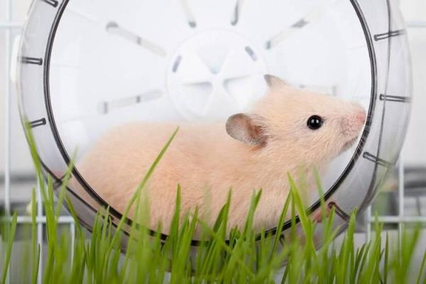 仓鼠生存的秘密:为什么它们的命这么短? 仓鼠生存的秘密:为什么它们的命这么短?